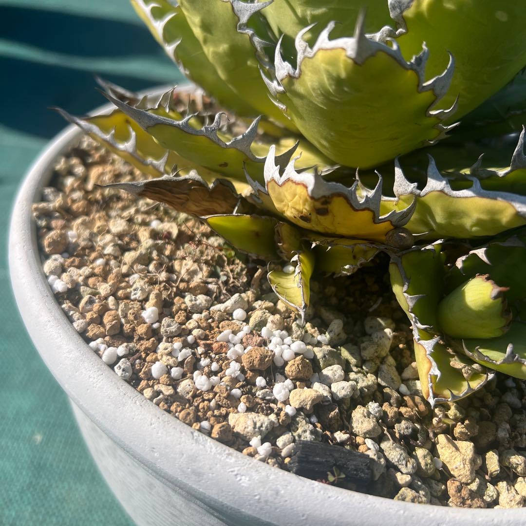 アガベ ホリダ19-20cm‼️子株二つ付き‼️おすすめ‼️