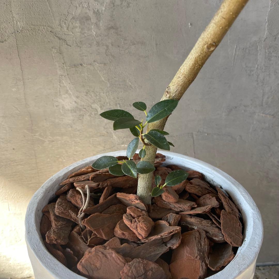 大型　フランスゴムの木　螺旋仕立て　陶器鉢　植え込み発送