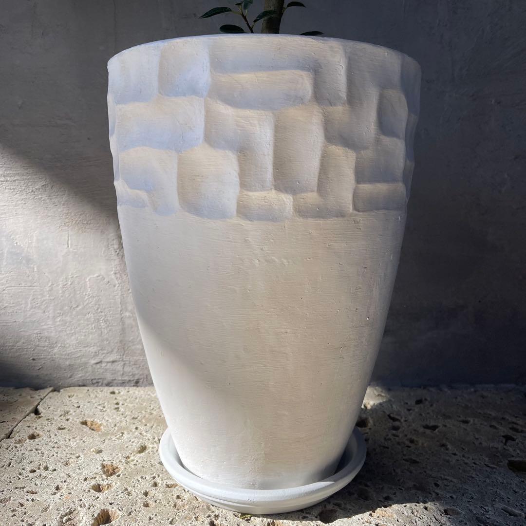 大型　フランスゴムの木　螺旋仕立て　陶器鉢　植え込み発送