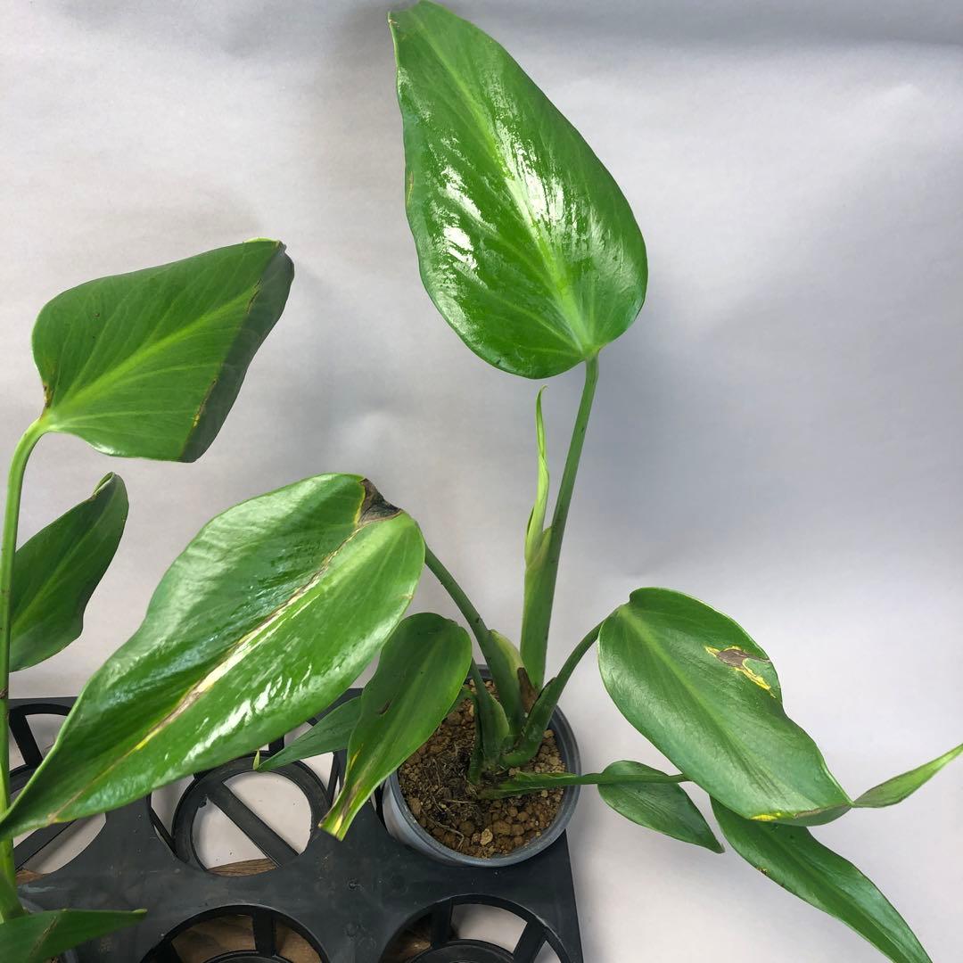 ち*え様 5株セットms58訳ありモンステラ バールマルクスフレーム