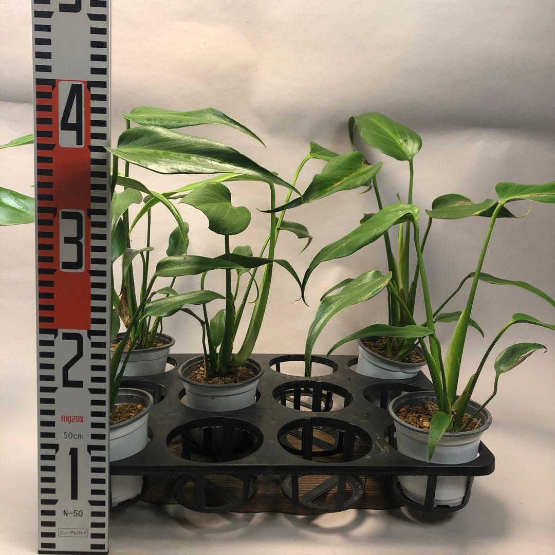 ち*え様 5株セットms58訳ありモンステラ バールマルクスフレーム