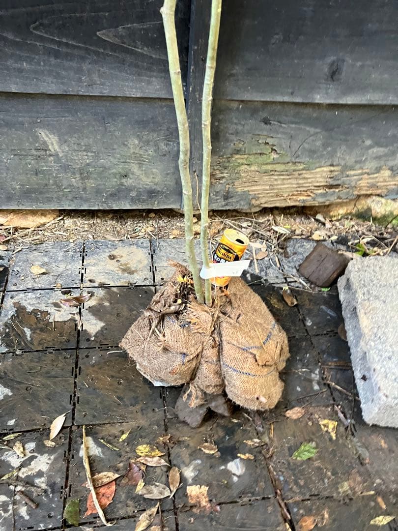 103 山採り　コハウチワカエデ