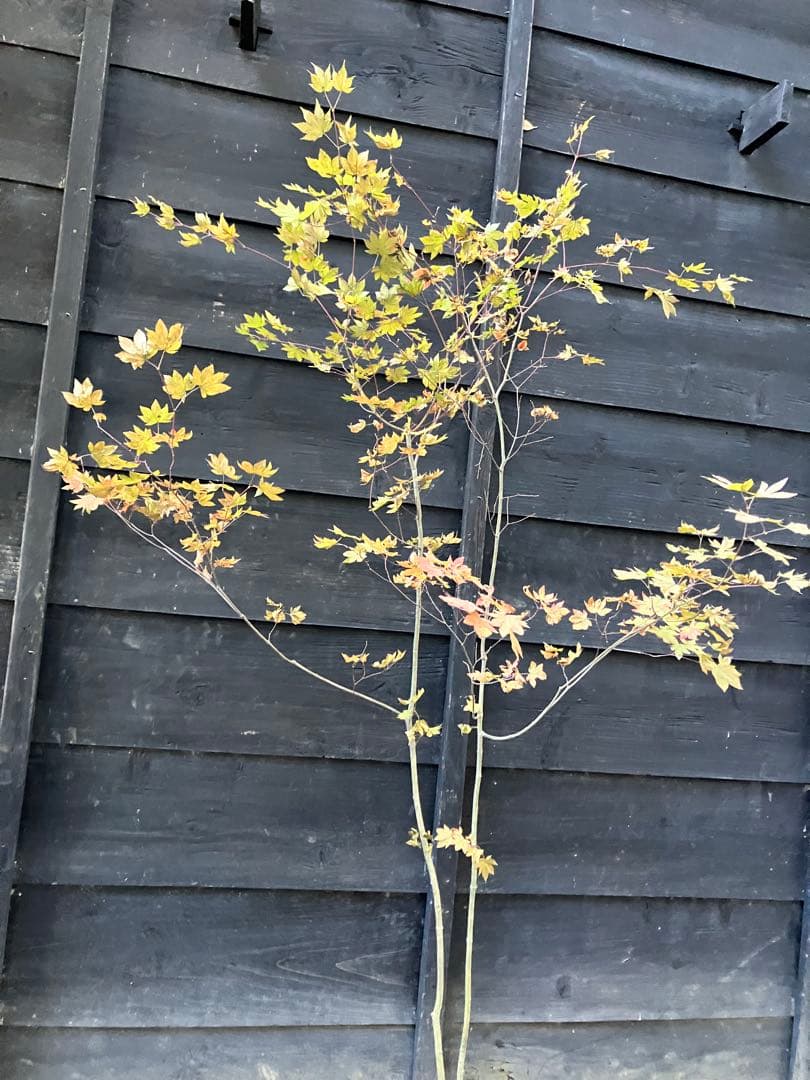 103 山採り　コハウチワカエデ