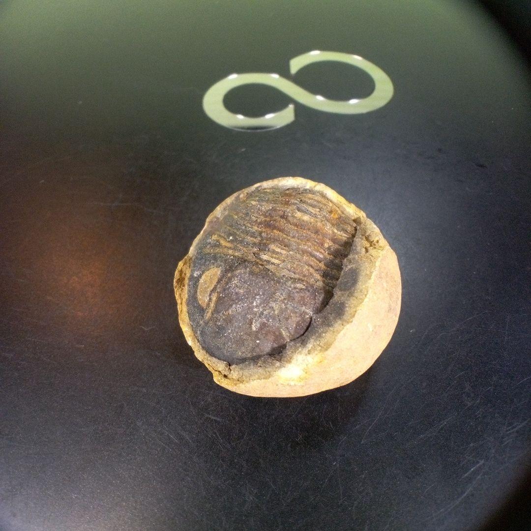 三葉虫　化石　ボリビア産　南アメリカ　trilobite　南米産fossil⑥