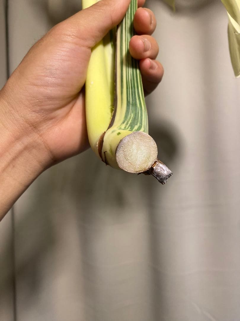 b*r様 Monstera deliciosa 'White Tears'白斑