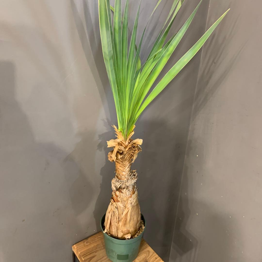 ブーファン ディスティチャ 2