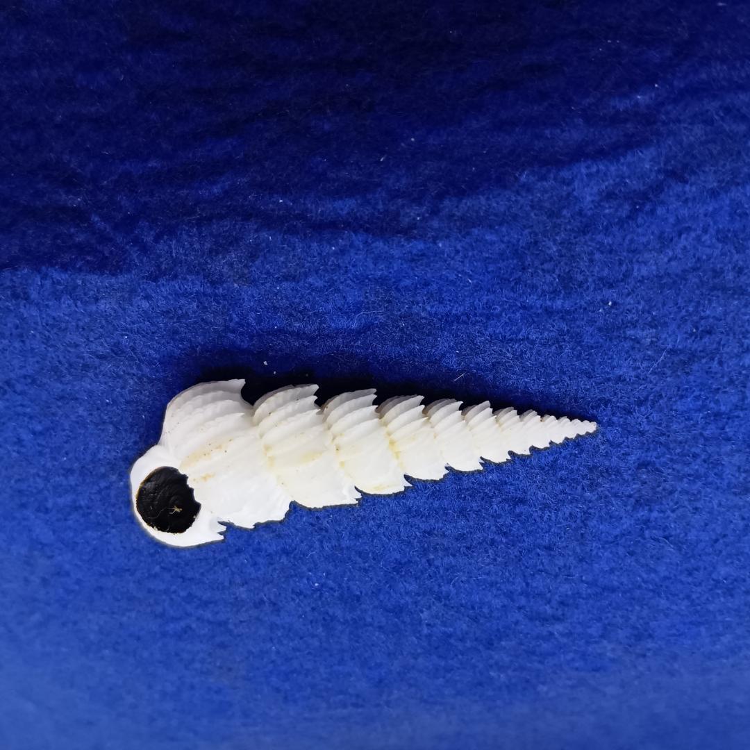 貝標本ヤエバイトカケ（蓋付）