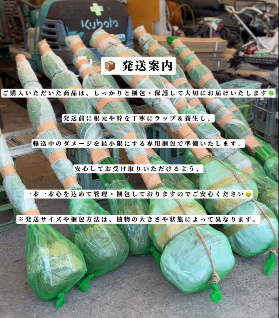 ココスヤシシルバーリーフ【極太】葉先200cm幹回り110cm 幹高50cm