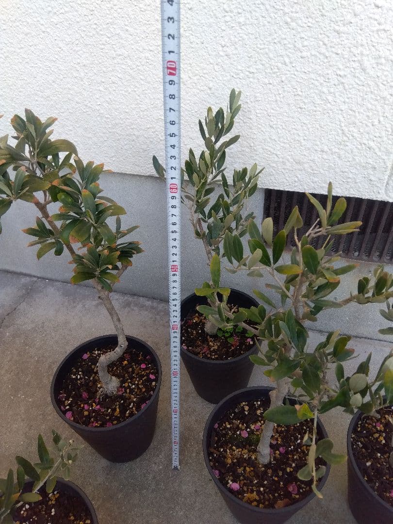 オリーブ　盆栽　古木　6号鉢つき　6鉢セット❗　あ