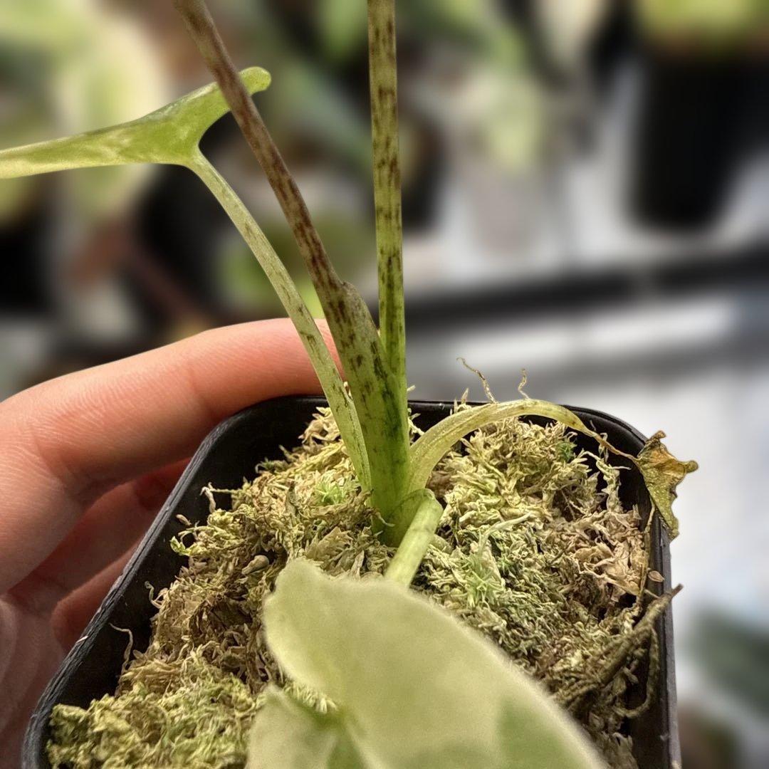 格安 アロカシア ラウテルバキアナ アルボ