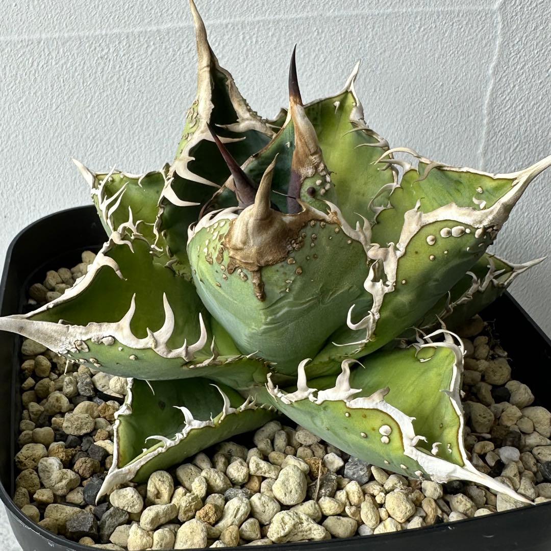 チタノタ 台湾産 スタッズ特選株 セット ※バラ売り可能 検）冰雹、麻花龍