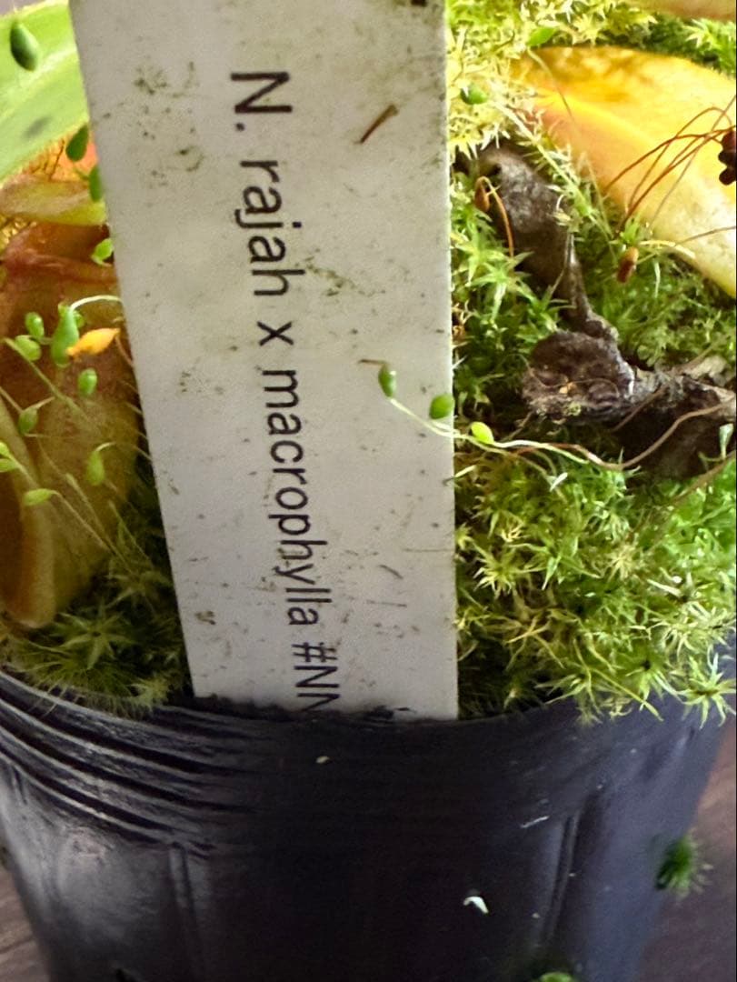 食虫植物N. rajah x macrophylla #NNN