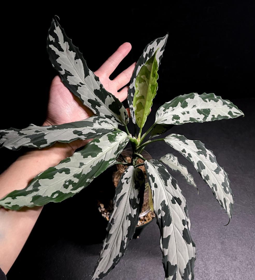 ◆RGL◆ 専用です 大株 現物 アグラオネマ ピクタム アチェ産 現地便