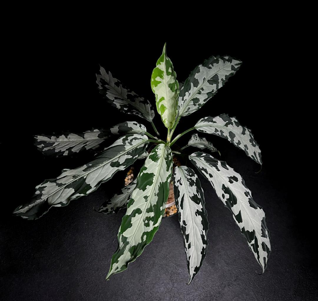 ◆RGL◆ 専用です 大株 現物 アグラオネマ ピクタム アチェ産 現地便