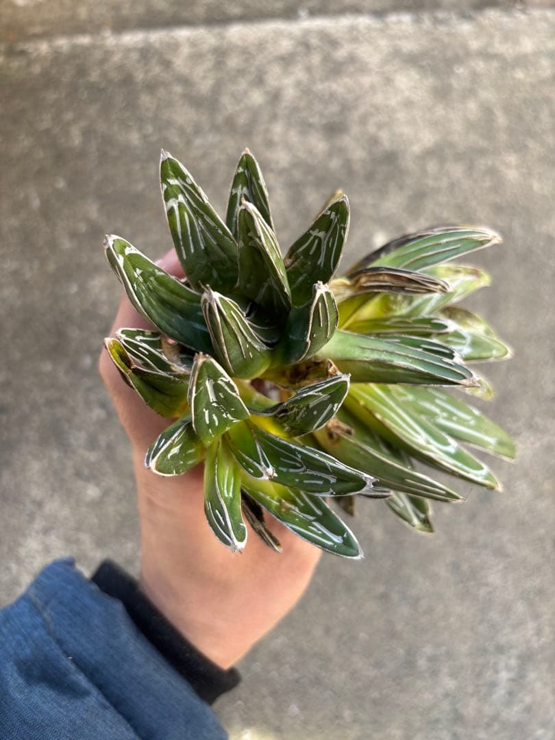 アガベ　笹の雪　極上株　子株3株セット