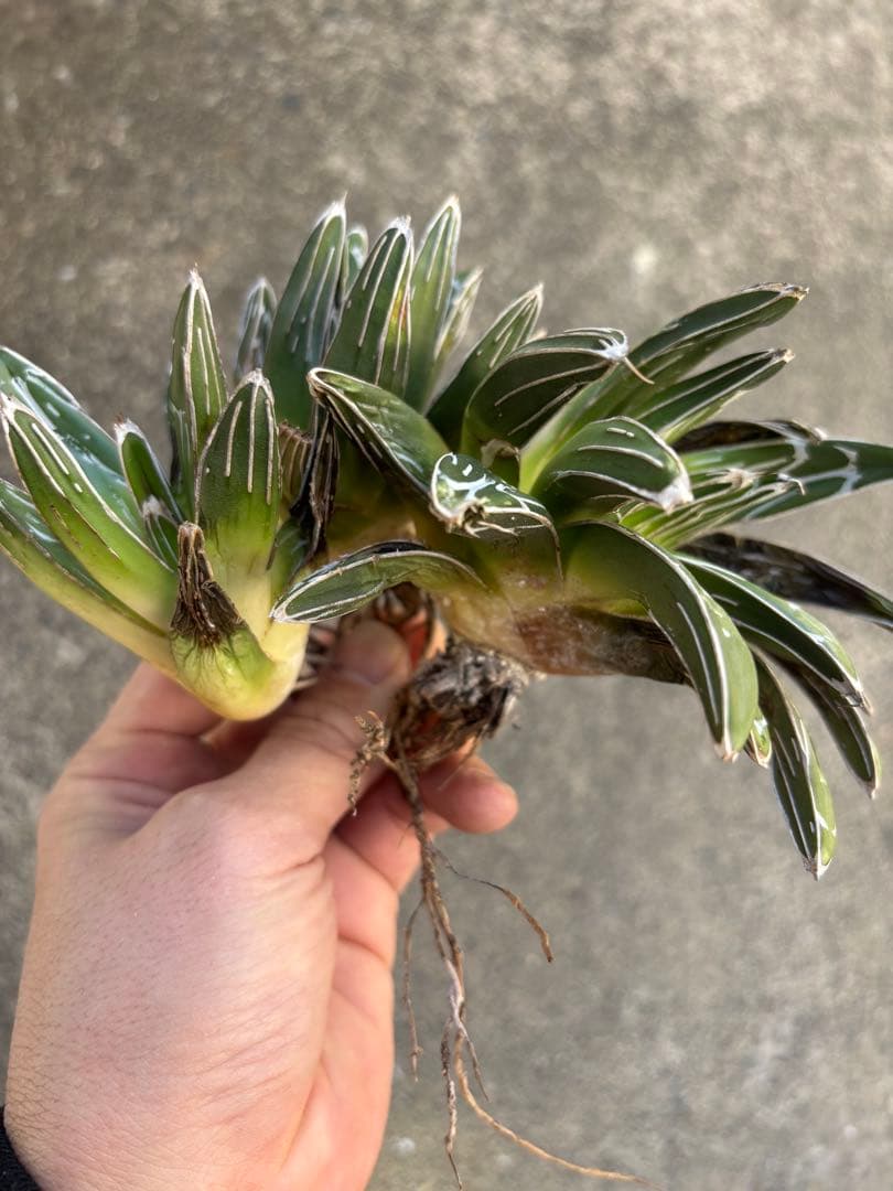 アガベ　笹の雪　極上株　子株3株セット