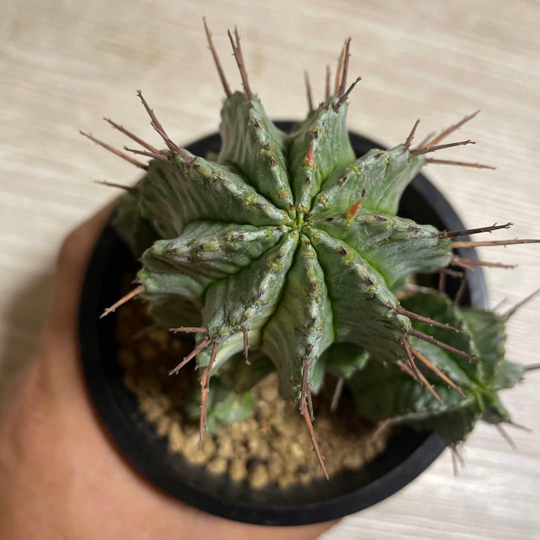 ホリダ錦　ユーフォルビア　サボテン　多肉植物