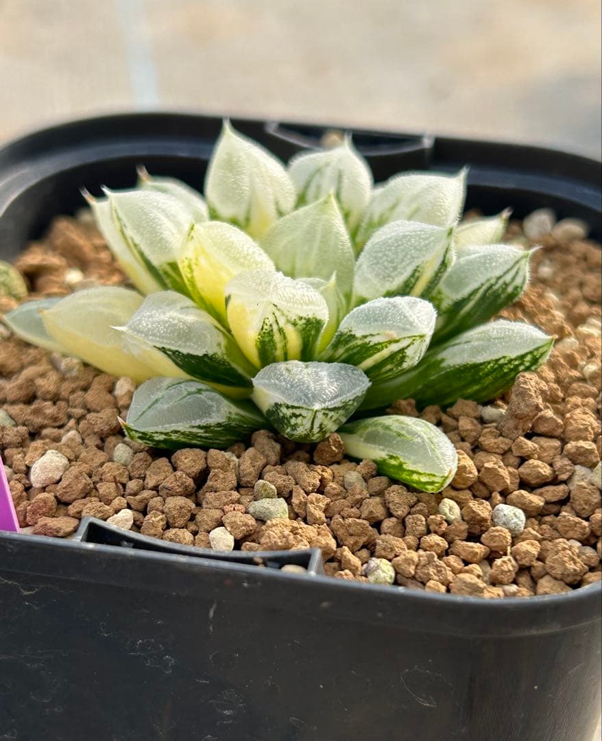 ハオルチア　ラブハート錦　超極上斑