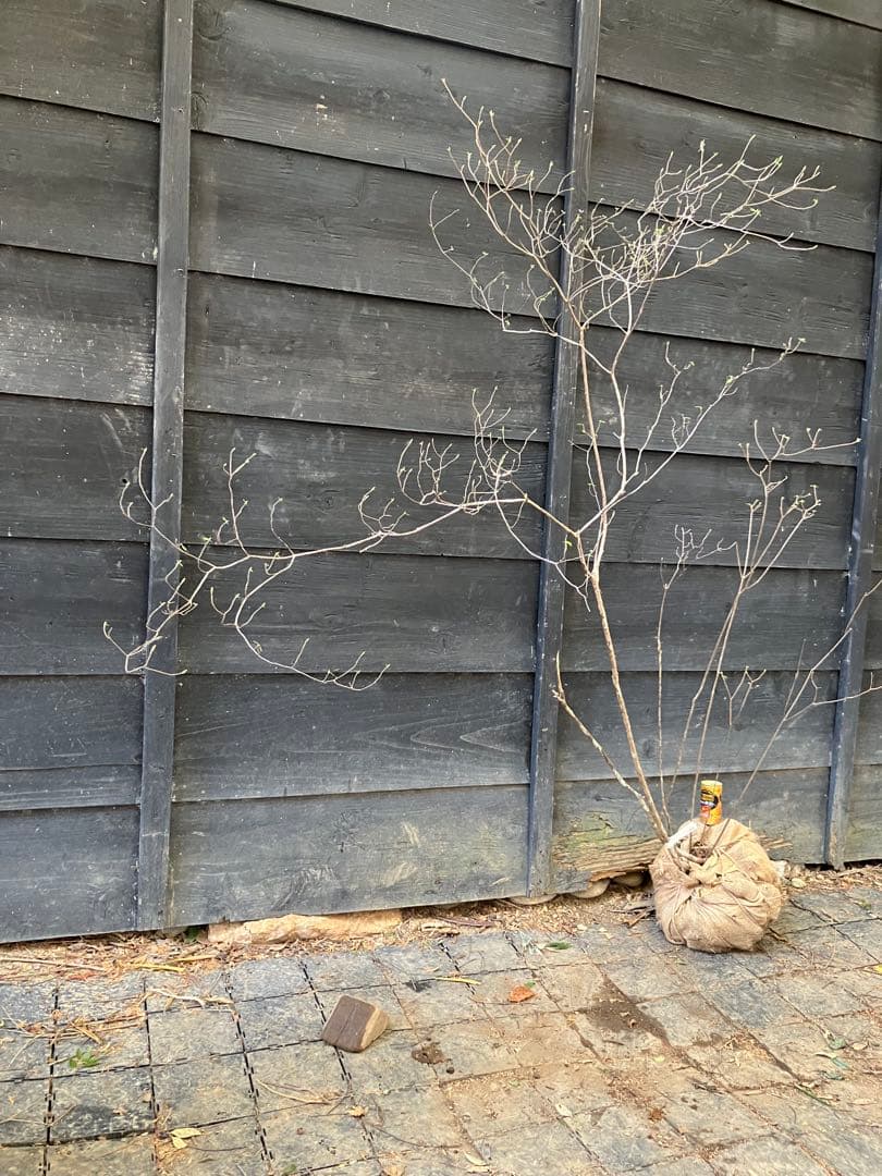 21 山採り　バイカツツジ