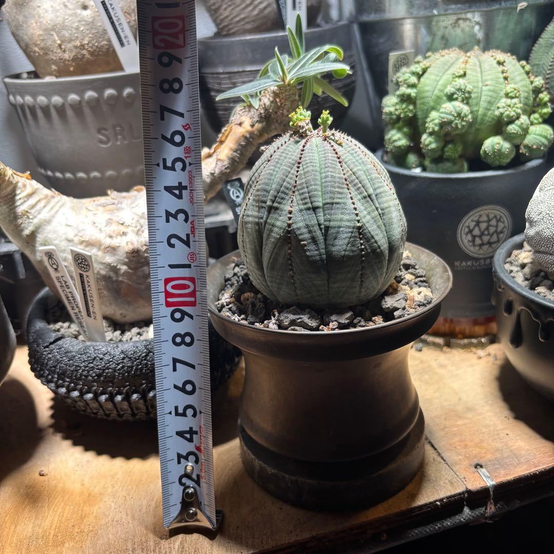 『美株』ユーフォルビア　オベサ