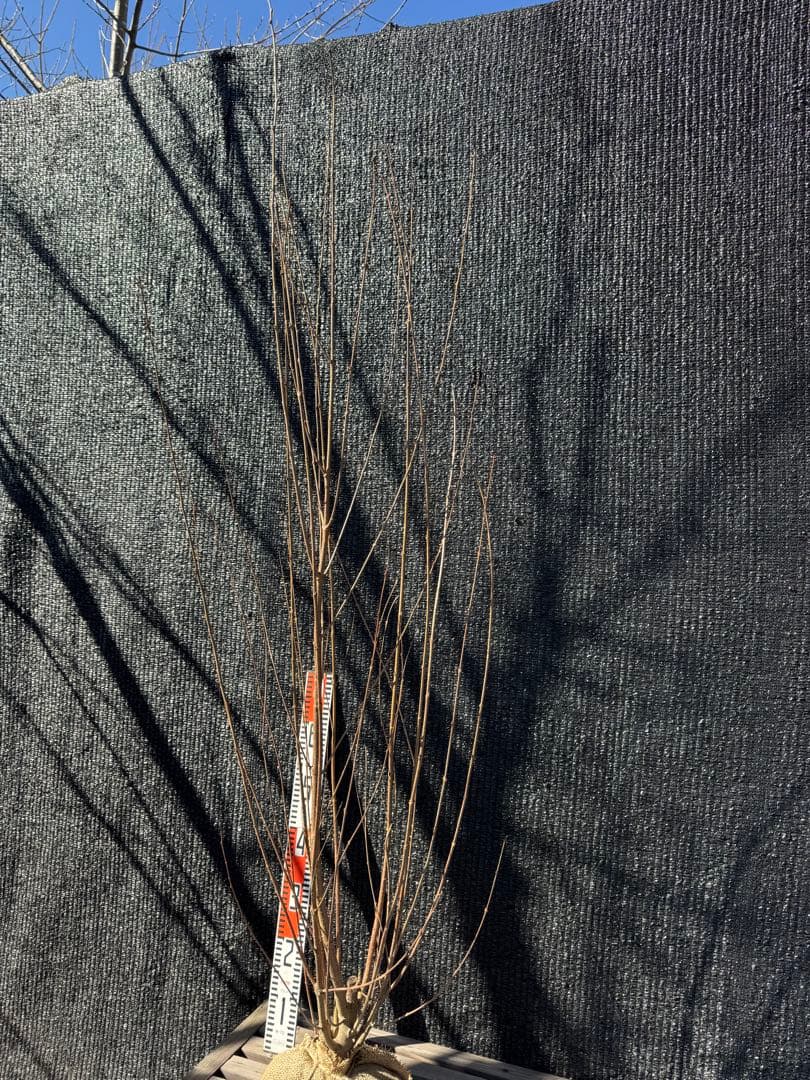 桂（カツラ）植木　庭木　【品番3544】