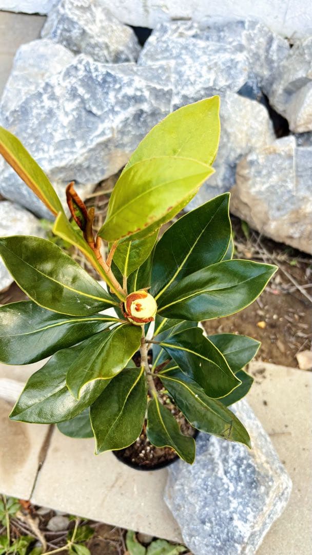 花芽付き♡リトルジェム64cm(鉢底から)