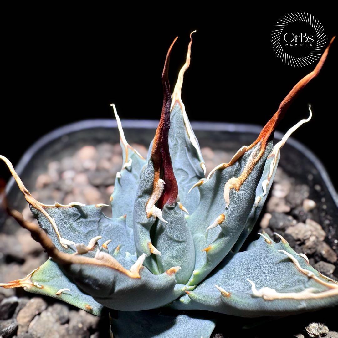 【実生】アガベ ユタエンシス エボリスピナ コークスクリュー 美形 微陽炎株