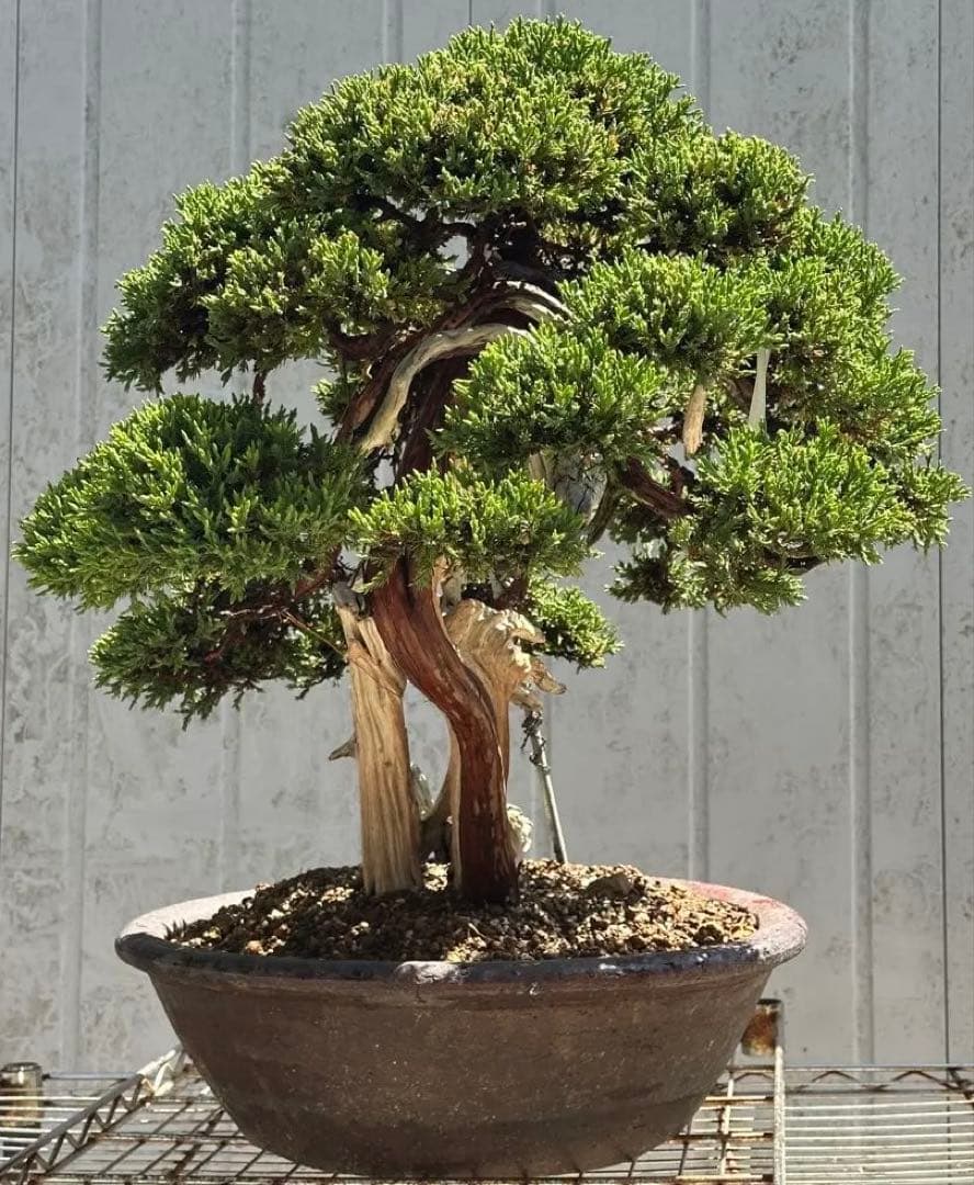 中型盆栽( 引取限定　) 大阪府和泉市