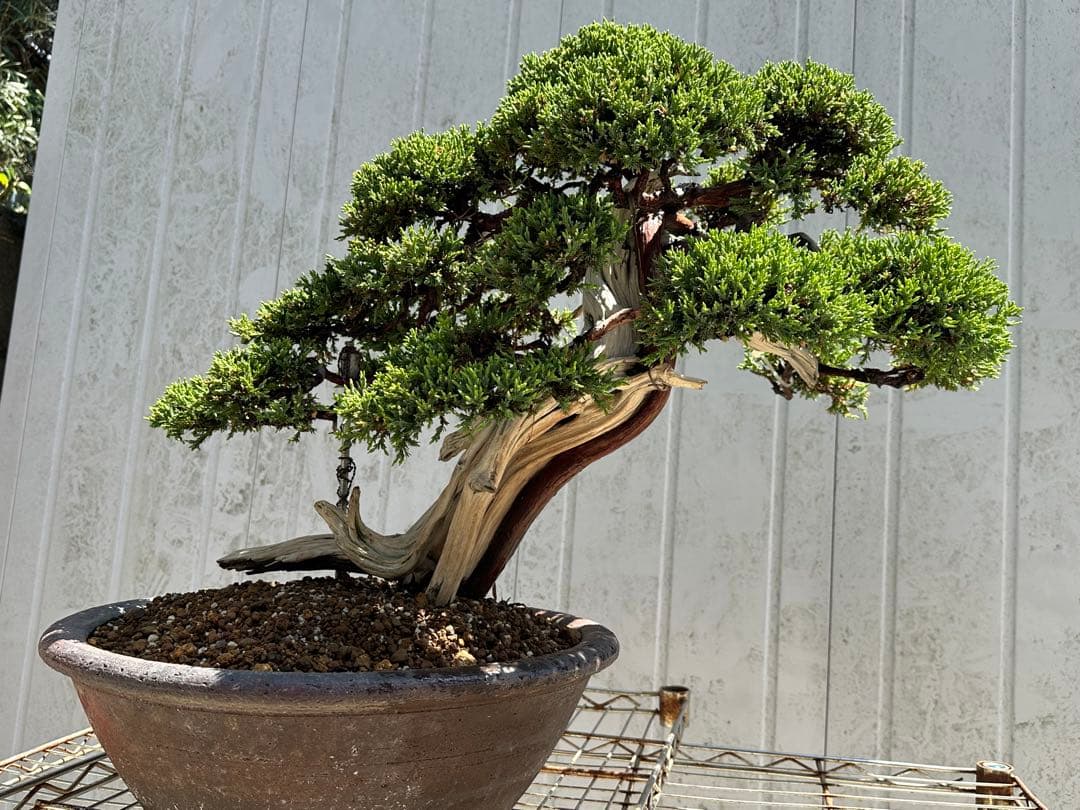 中型盆栽( 引取限定　) 大阪府和泉市