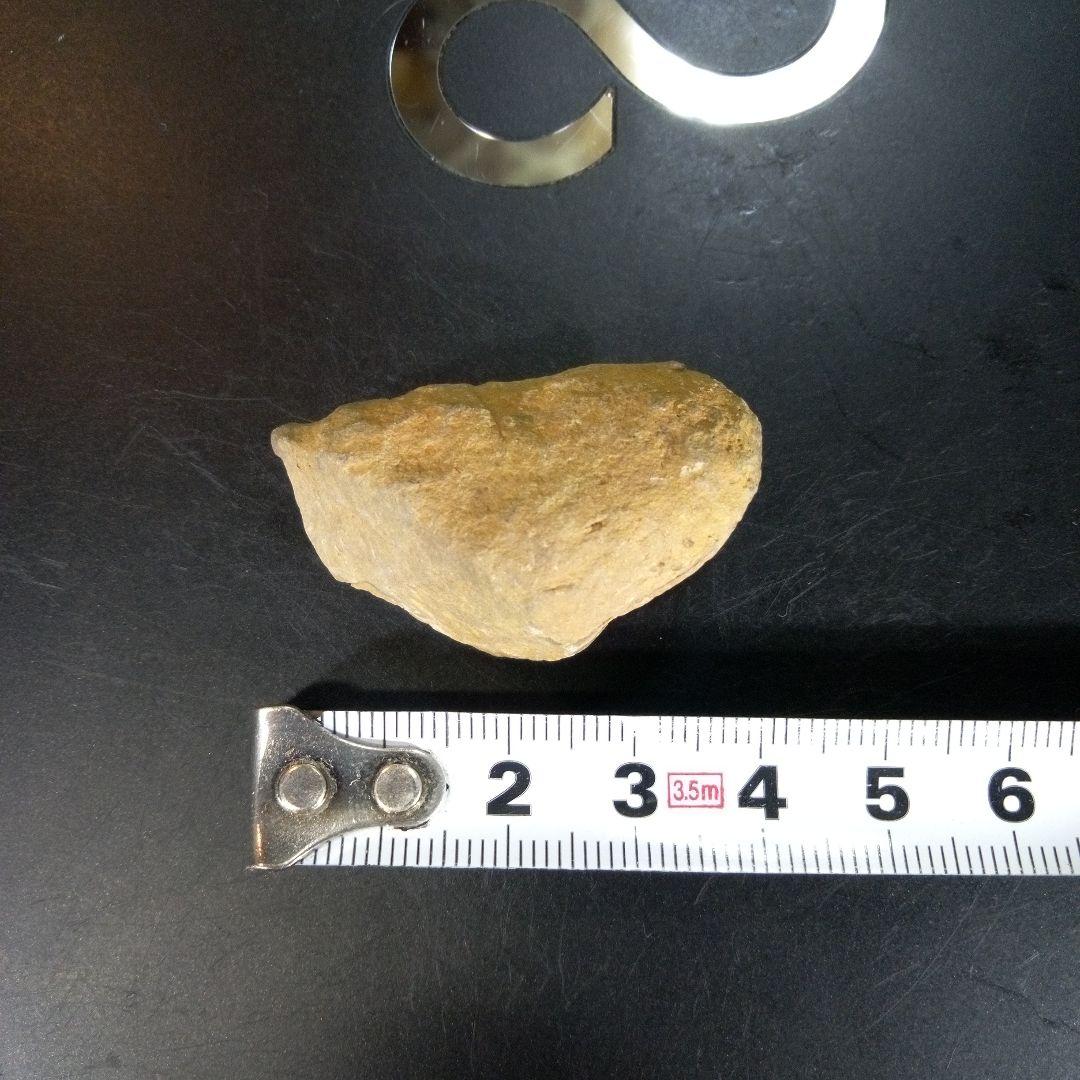 三葉虫　南米産　化石　fossil　ボリビア産　trilobite　南米化石郡②