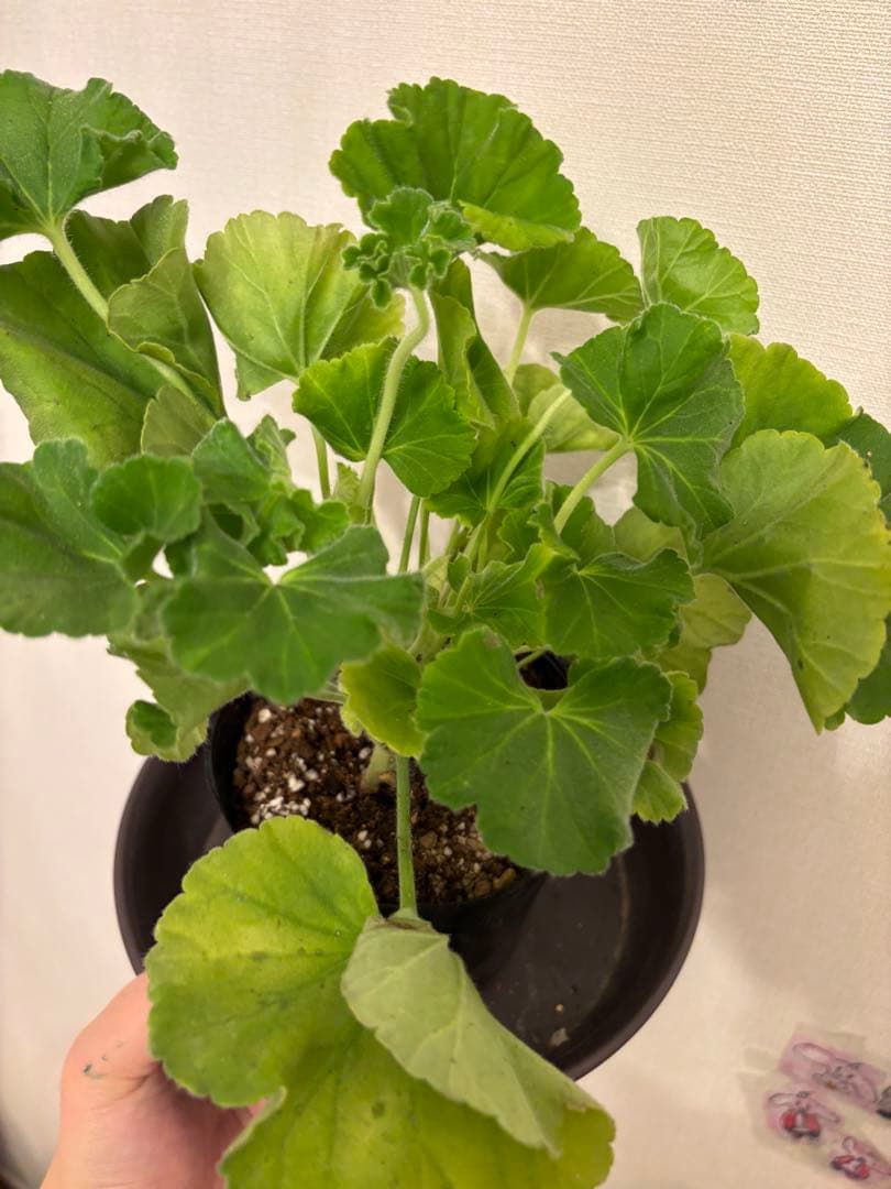 Ronリンク　SA001とXX01