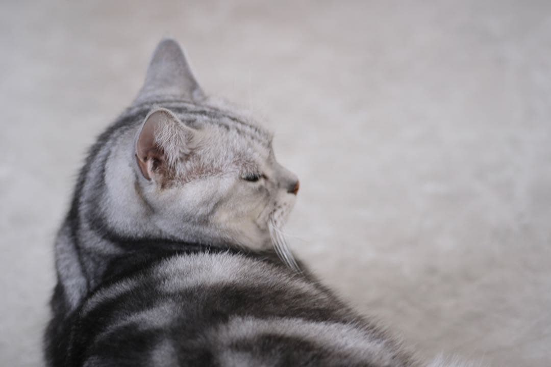 お値引OK ★アダプター付Carl Zeiss Sonnar 90/2.8作例有