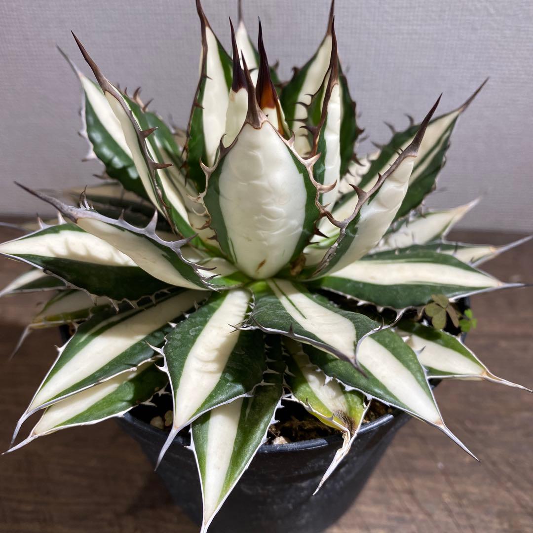 アガベ　ホリダ白中斑入　極上ラスト