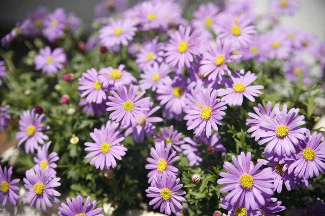 CANON 旧 FD 50mm f1.4 S.S.C.　 L92