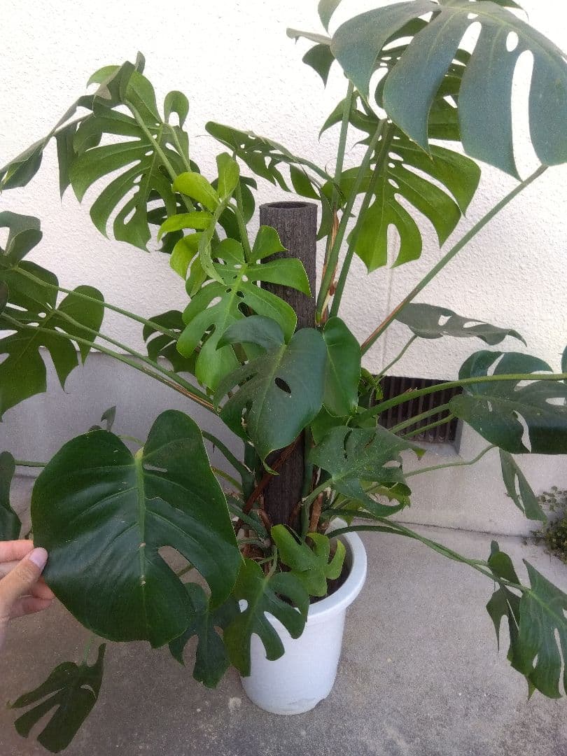 モンステラ　コンパクトタイプ　8号鉢つき　群生株❗特大サイズ❗　①
