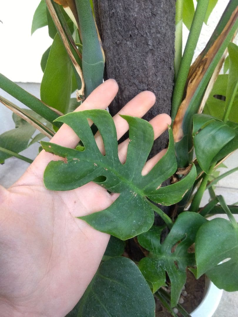 モンステラ　コンパクトタイプ　8号鉢つき　群生株❗特大サイズ❗　①