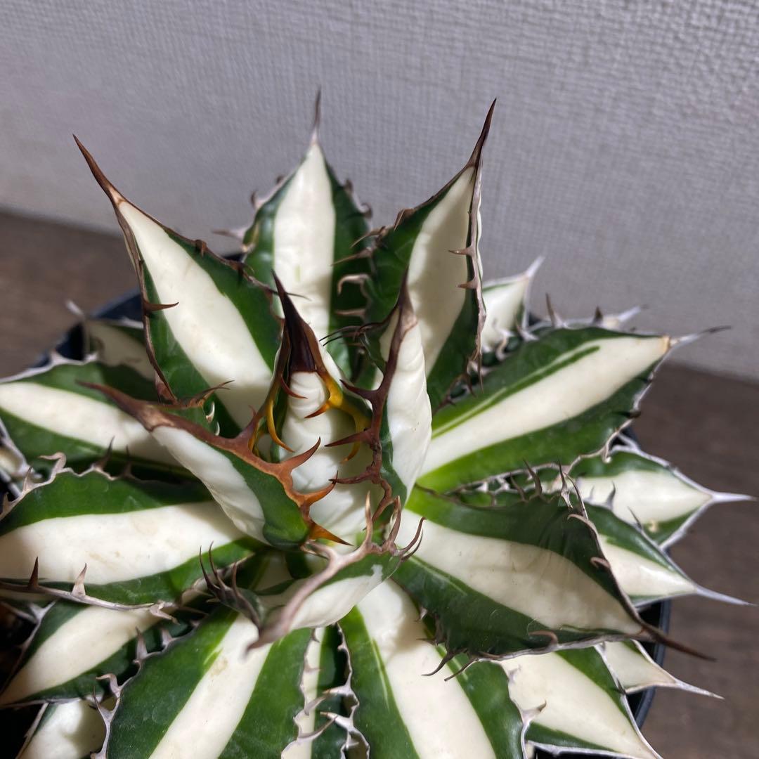アガベ　ホリダ　白中斑　極上ラスト