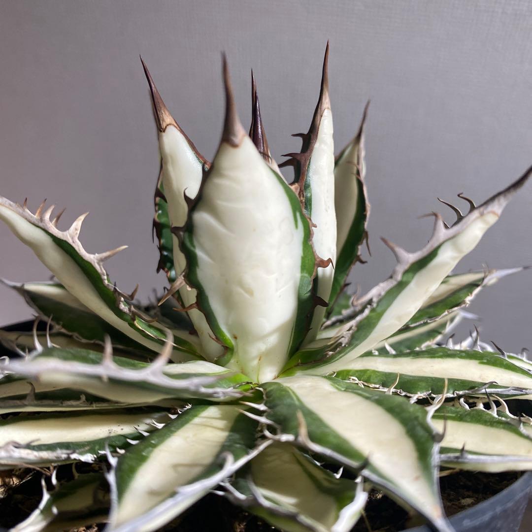 アガベ　ホリダ　白中斑　極上ラスト