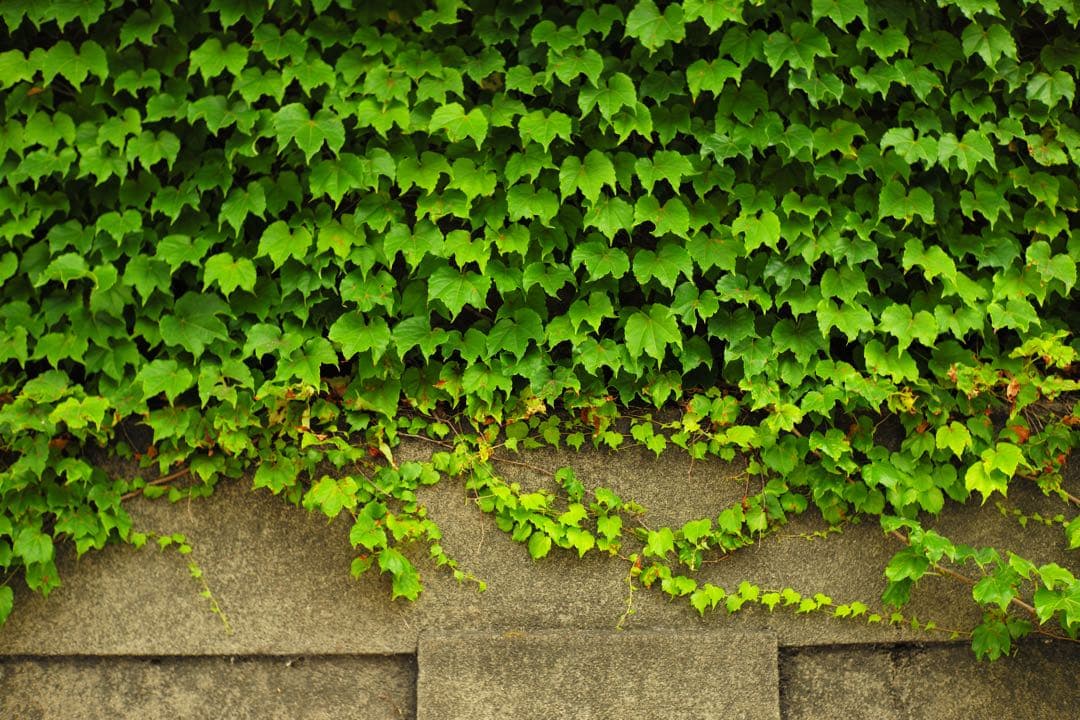 【超希少】Leica Elmer 50mm f3.5 赤エルマー　ダイヤモンド