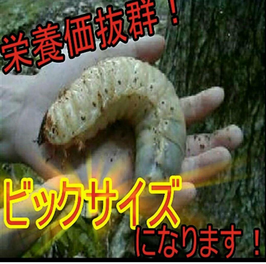 デカクなりすぎ注意！ヒマラヤひらたけ発酵マット　産卵にも！増量100リットル