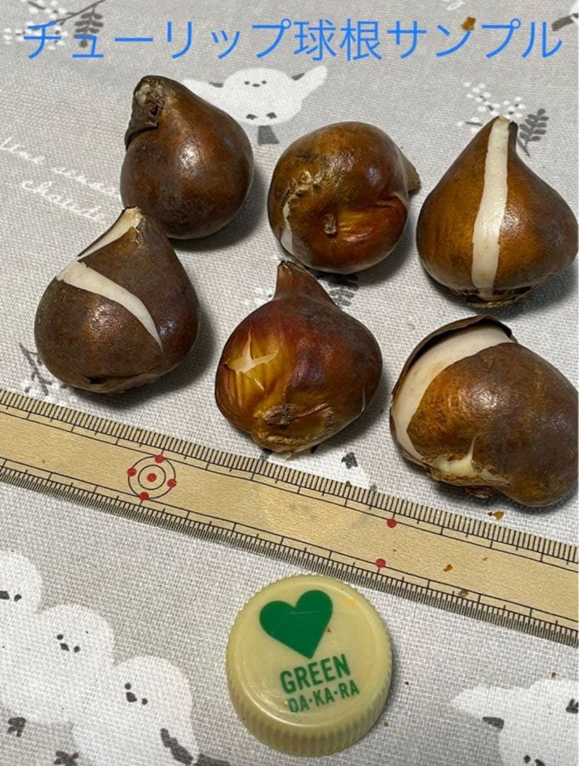 【球根】フォックストロット デザイン　7球　斑入り葉　花色変化　数量限定