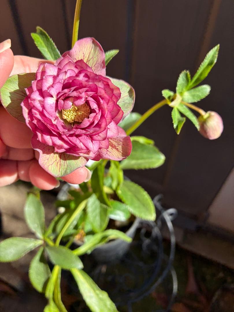 ♡広瀬園芸♡多弁　グリーンピンク