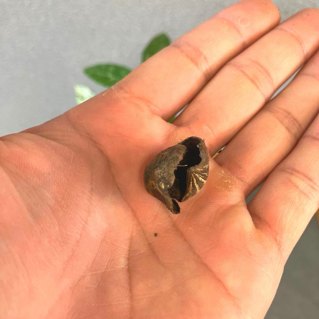 超希少❗️国産❗️パキラ　ミルキーウェイ　実生✨