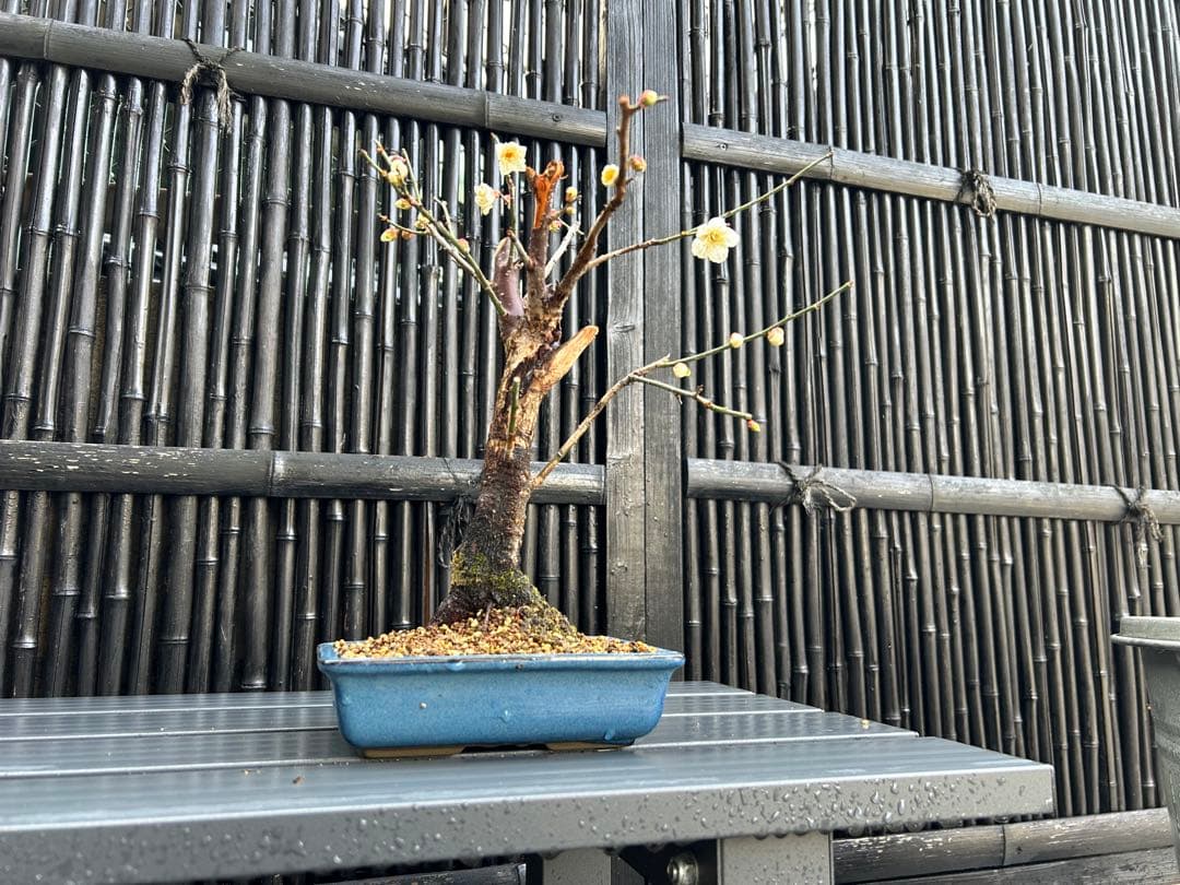 梅盆栽 中型 青色鉢 開花中　小品盆栽