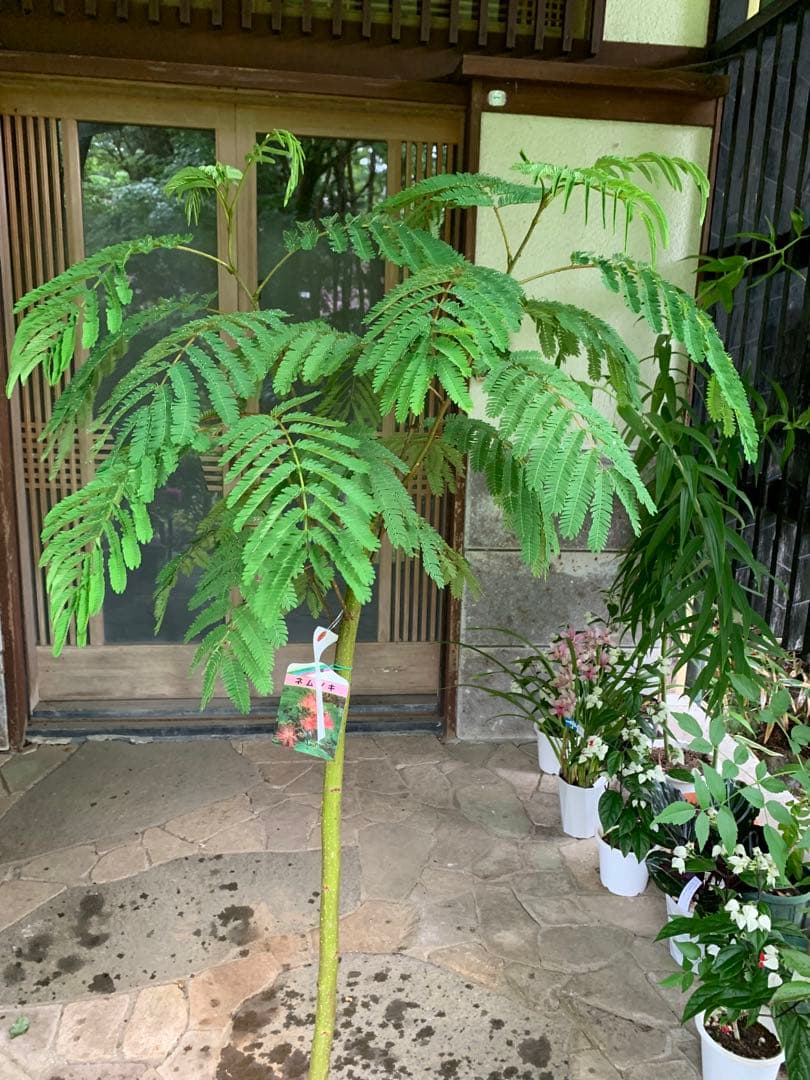 ネムノキ　(合歓木)　観葉植物 特大株 鉢ごと発送