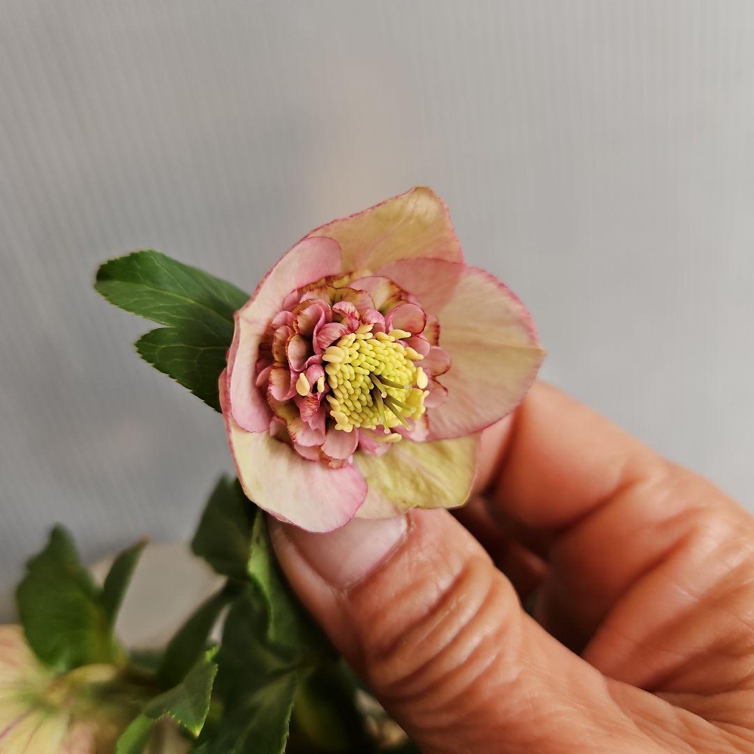 ★Orange様ご購入苗㉖-394㉖-227 ㉖-402㉖-409苗