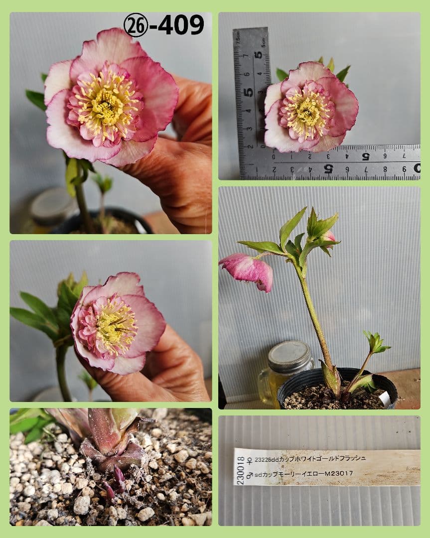 ★Orange様ご購入苗㉖-394㉖-227 ㉖-402㉖-409苗