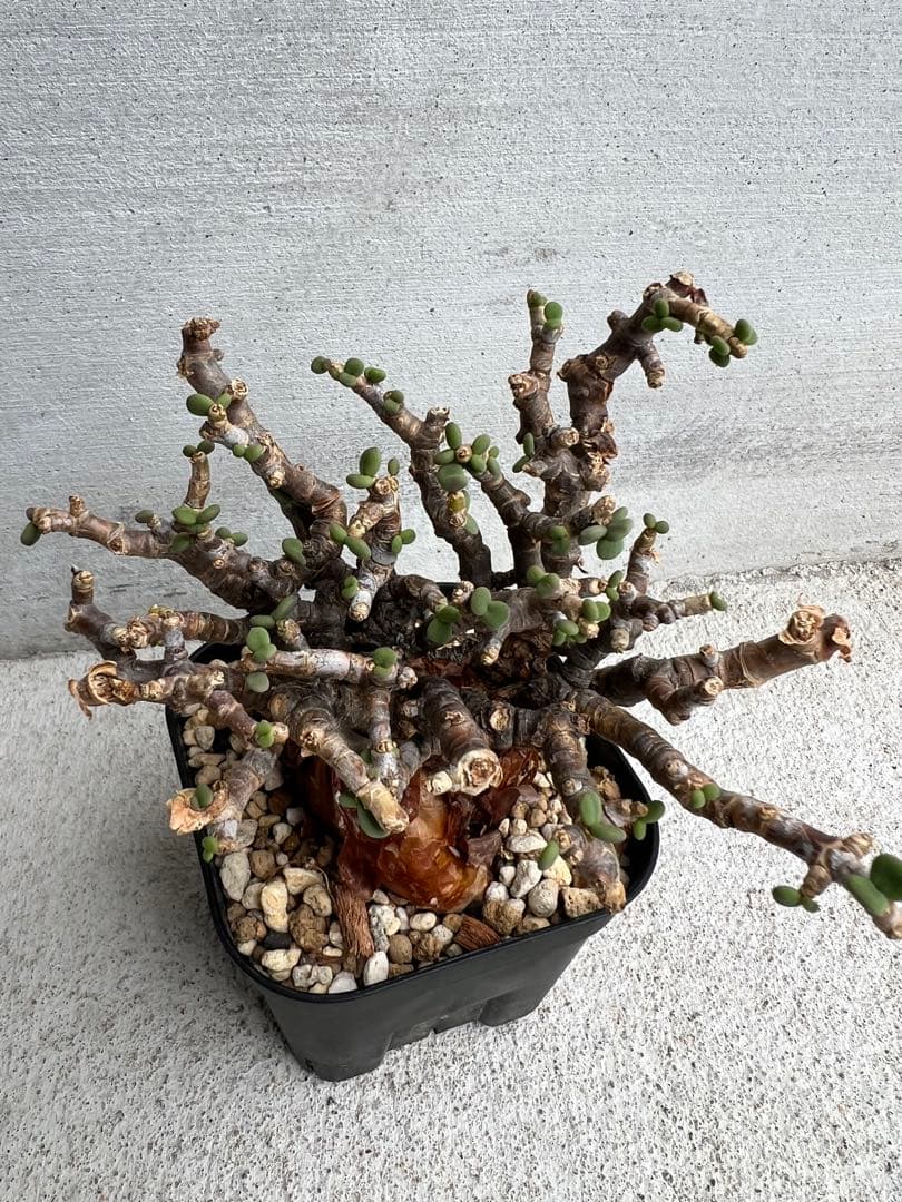 発根済　ケラリアピグマエア 11