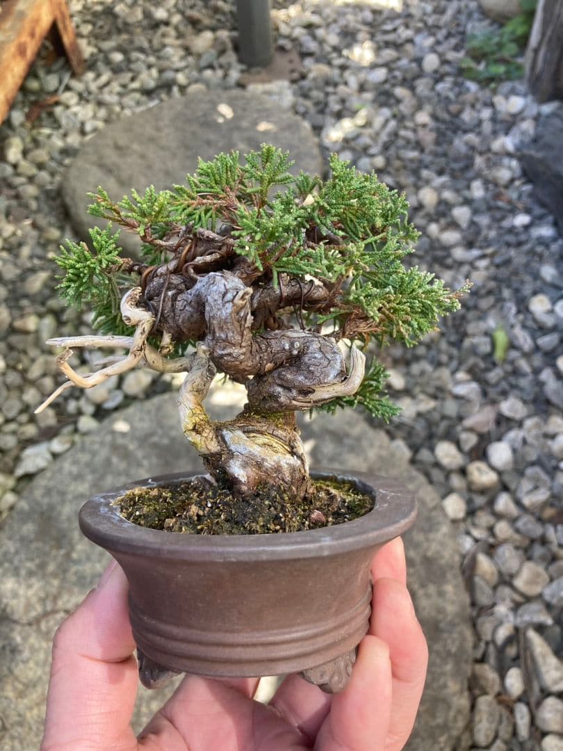 盆栽　小品盆栽　ミニ盆栽　真柏