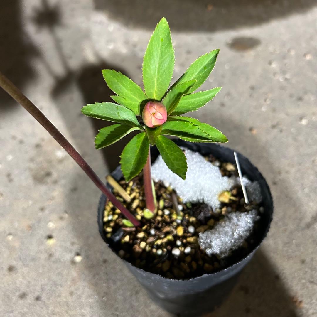 クリスマスローズ 開花実績株 DDグリーンブラウン